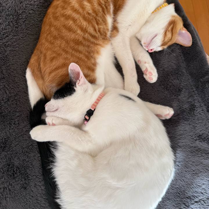 2f910e77 aa17 41df 90d3 18552e018725 1763904999104