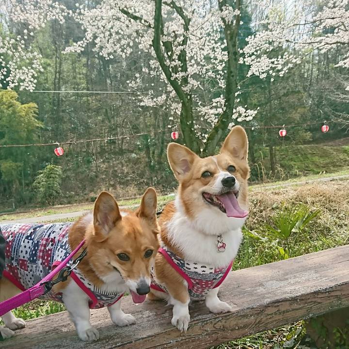 2f9227a7 782d 4f2e b746 d31b17970a7c 1522291795086