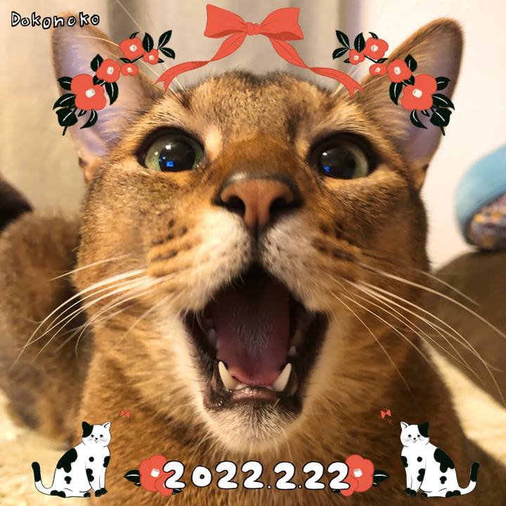 2f92af3e df00 49e4 9e20 f50261bad6ad 1645538462109