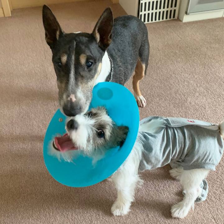 2f935676 844c 40ef b9ad c87fa3c92011 1569042014466