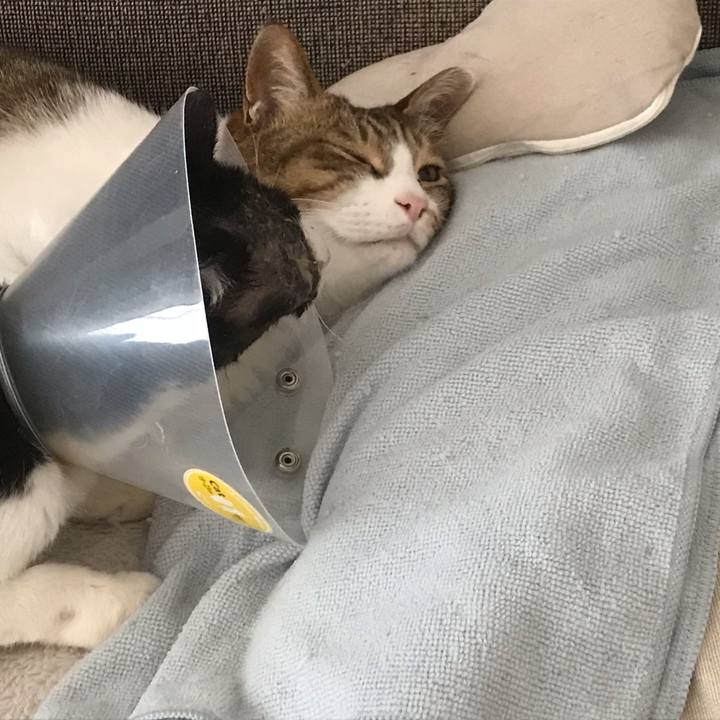 2f99ae62 ddbf 4ffc 91d2 1bf1d76d0b1e 1587440227398