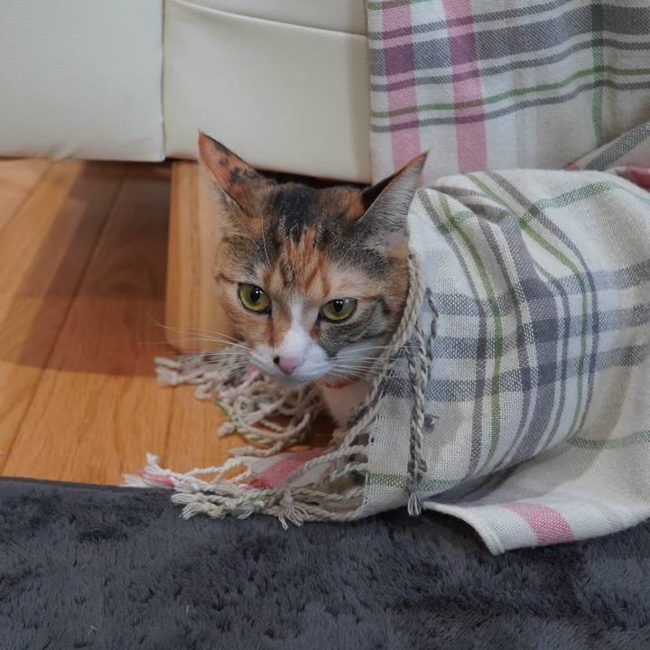 2f9a0d16 d8a8 4ff7 931e 9772225c2691 1606175367262