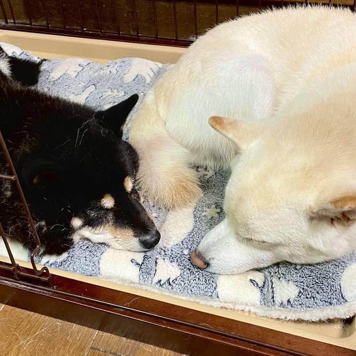 2f9a1e74 bf3e 4f97 8b48 efeca1ce5bc2 1635940952485