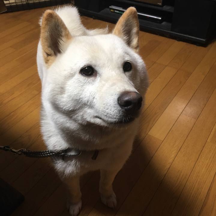 2f9b45ae 3829 49a2 81a9 8fe2ca4c9272 1532244747162