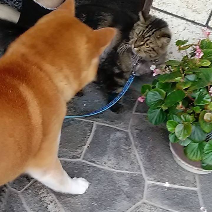 2f9da32f e316 41ae b6a5 494fb4e01bdb 1596506228033