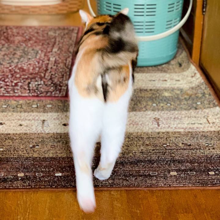 2fa54794 fc4a 4332 a5c1 d1c31765518a 1562550263428