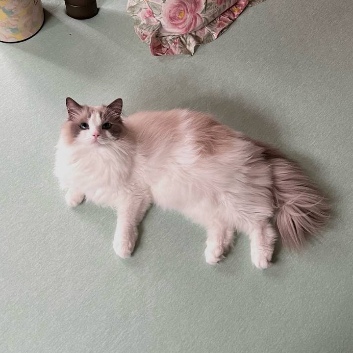 2fa70a8e 17ff 426c 8e05 38ef16cbc2c7 1719824019435