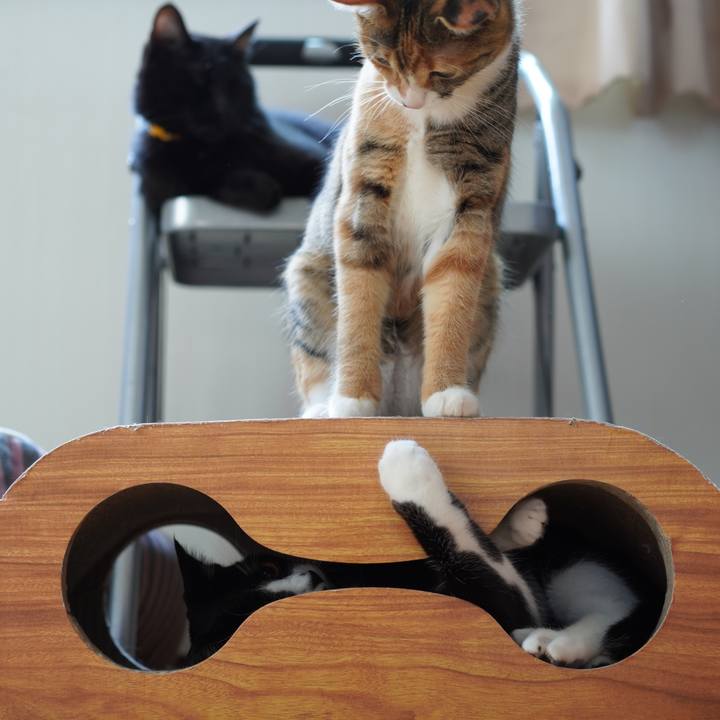 2faab63e 186d 4ae4 a5eb 3a7e7c925253 1588431013102