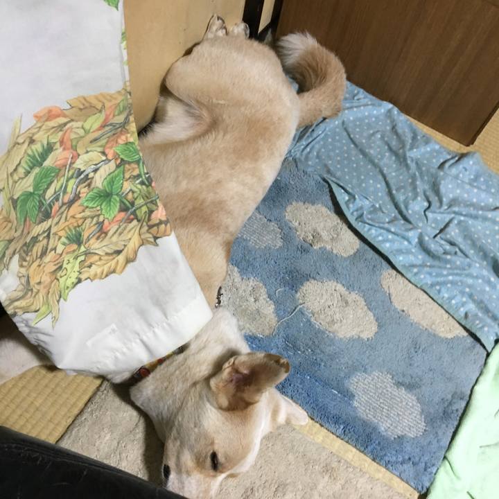 2fac5697 1e38 48f7 98fc 40fc6d78d87c 1507819842151