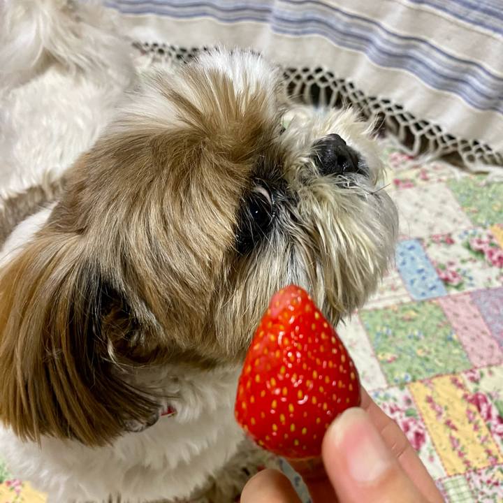 2fae0748 5cdc 498d 8c4e f7009acbf233 1617966847455