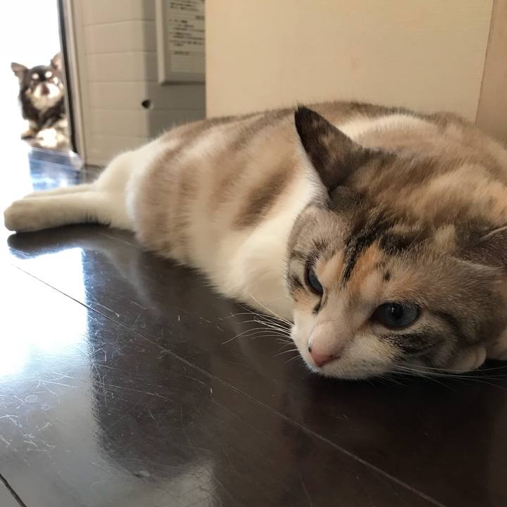 2fae1a2f 49d5 438a bcb9 7de2a54bd5ea 1530244411627