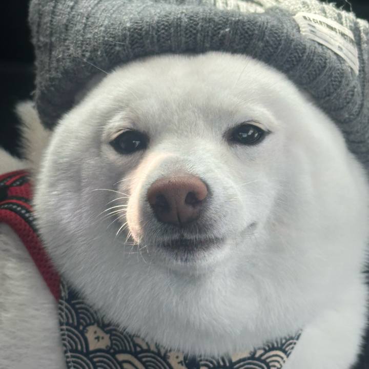 2fafe66a a705 4ef7 9467 fad05fc7c229 1762654781593