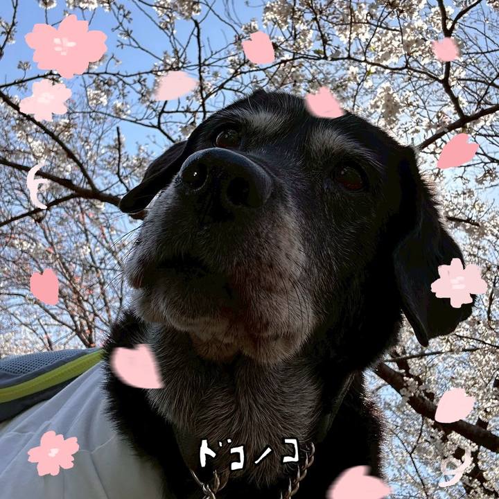 2fb04fc5 645b 4848 b636 a52c2072bffa 1744263263430