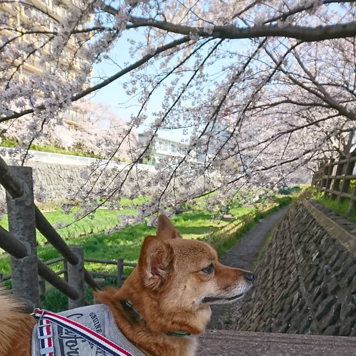 2fb5e2a6 bf70 4c4d 80c9 6fbad33f9c99 1554358870094