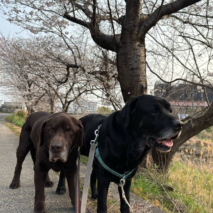 2fba5afd d73e 4fdd ac81 31dbd1f5acb5 1774698373274