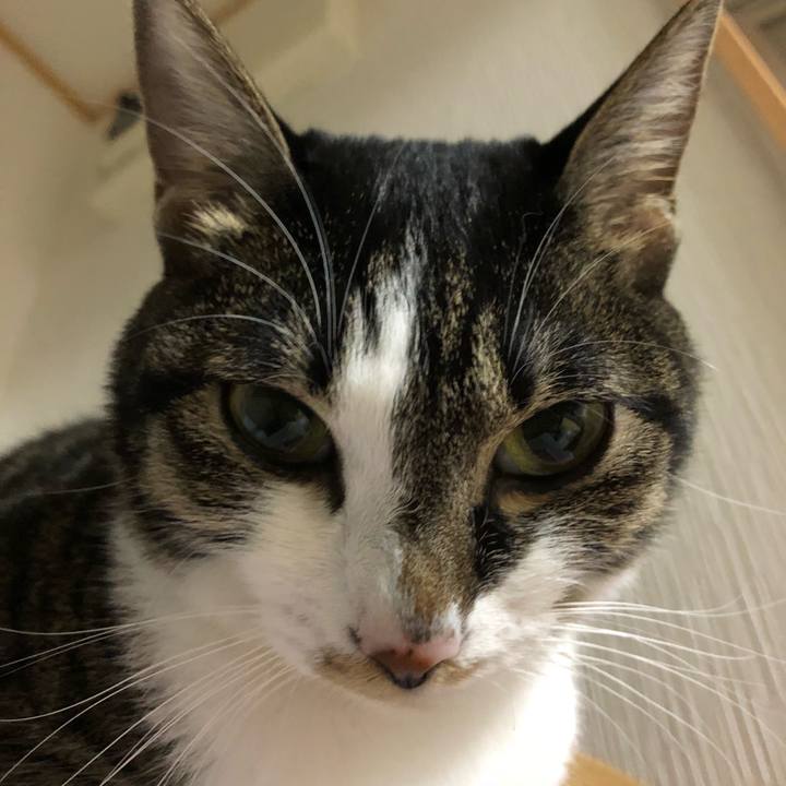 2fbc6daf f227 4ddb 8a0a cfeea74873a1 1540586148707