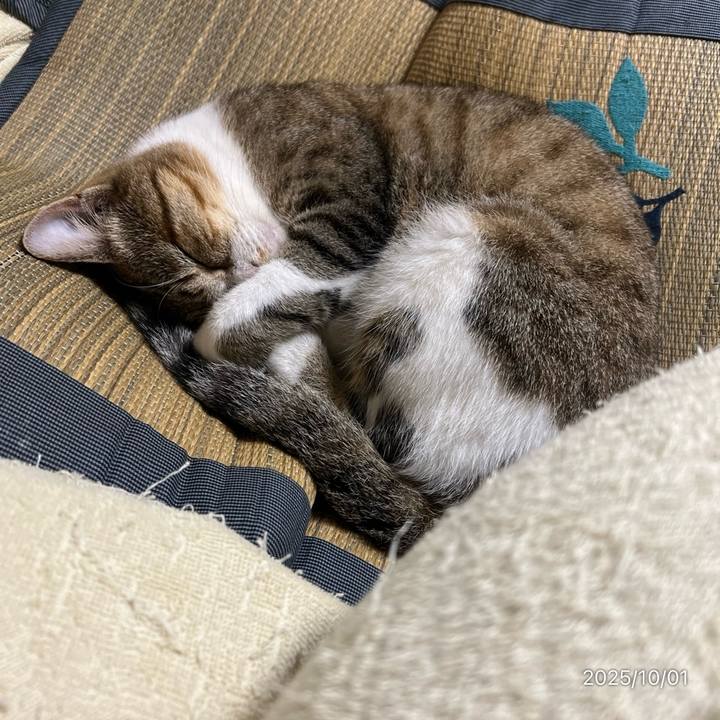 2fbc79f1 9f28 45ab 9f4d a7b3347e8bac 1759356441858