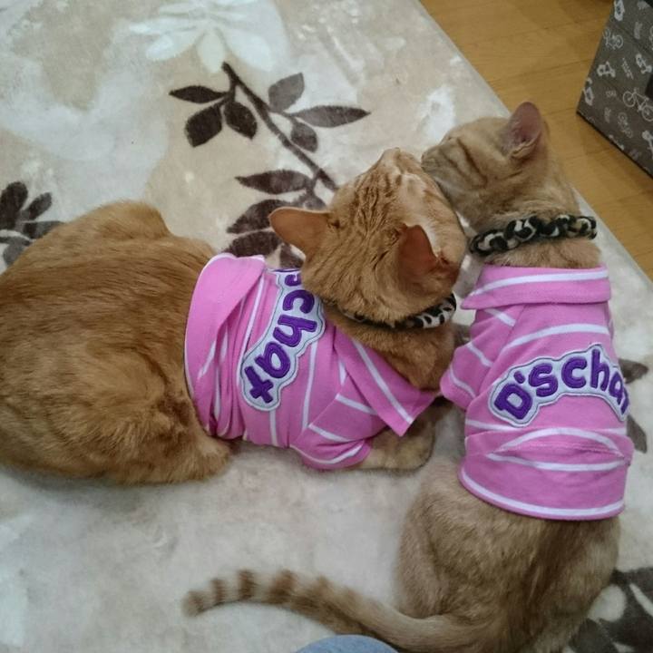 2fbeb54f fa7c 474b 92a2 6b64d60b2dcb 1543198130739