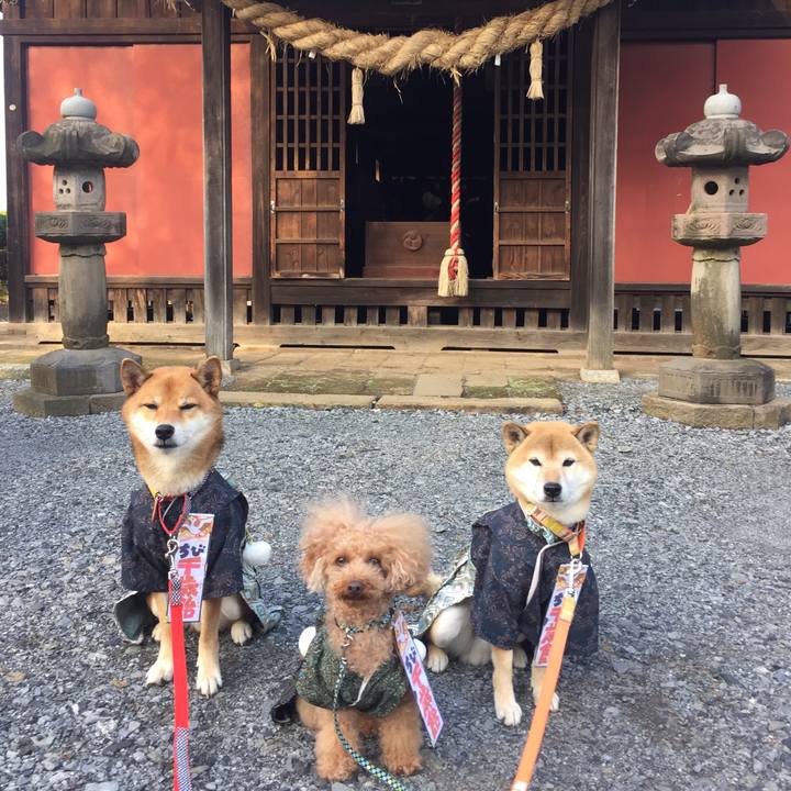 2fc36d68 01d8 4e96 867f 1ff8f4728ebd 1510734781624