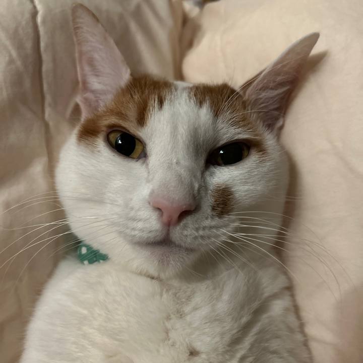 2fc92ca0 c509 4ba2 85c9 a81dc815d85e 1765849201892