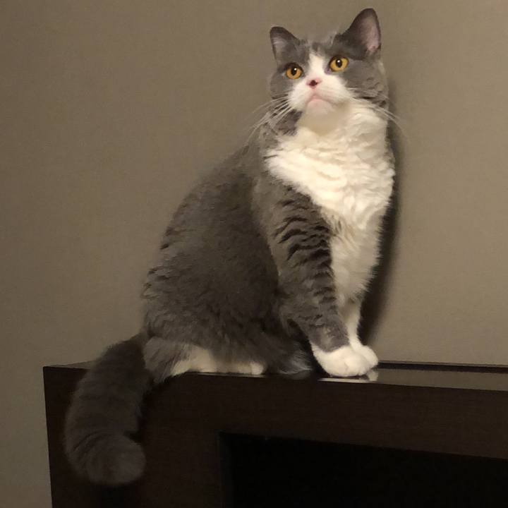 2fca4e3b 24d8 4a81 9414 3bfc27d4177d 1534126235960