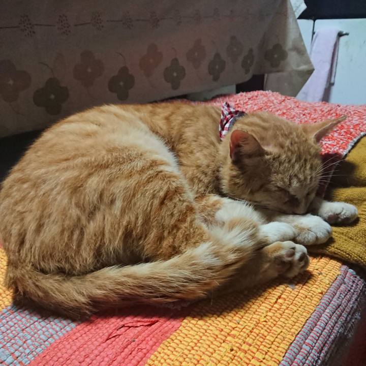 2fcae20b eda3 44d4 ba74 9bef74ae3c72 1558386363334