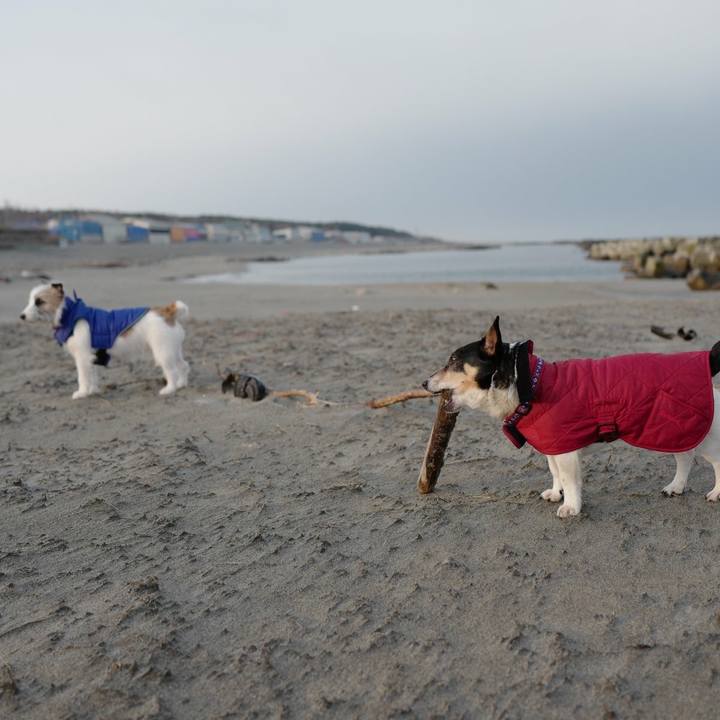 2fccccee 51d8 431d a6da 213314ec1519 1519450174262