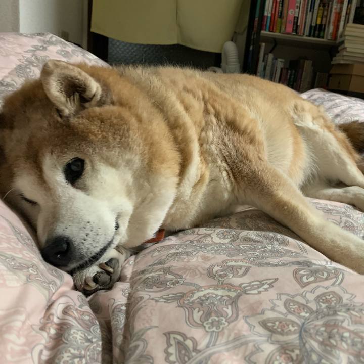 2fcd03d9 3da5 42bd b8db eaabeb075698 1609517810178