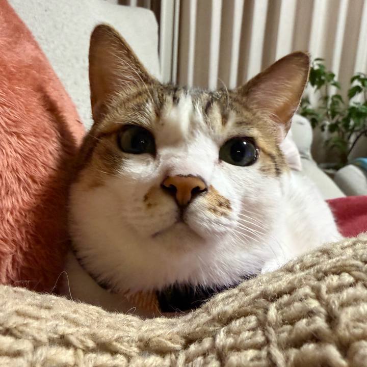 2fcebf2b d70a 446d addf 8f8b0727e8c9 1771154503653