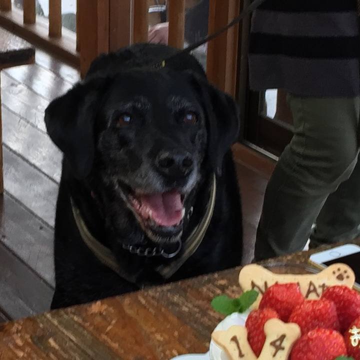 2fd21fba 141f 4412 b344 133af90c9b37 1543046827041