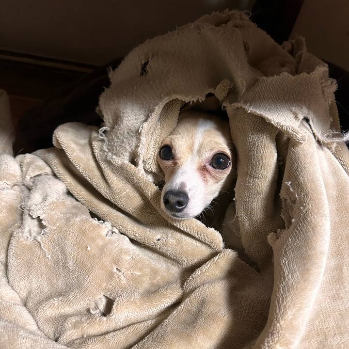 2fd34b1e 518b 4fae a049 d24ff4ff4b45 1735988598022