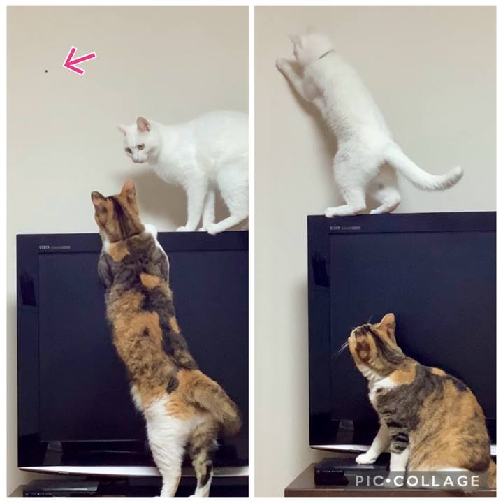 2fd3ba6a 343a 4be5 9c36 c613c16f809b 1758071356651