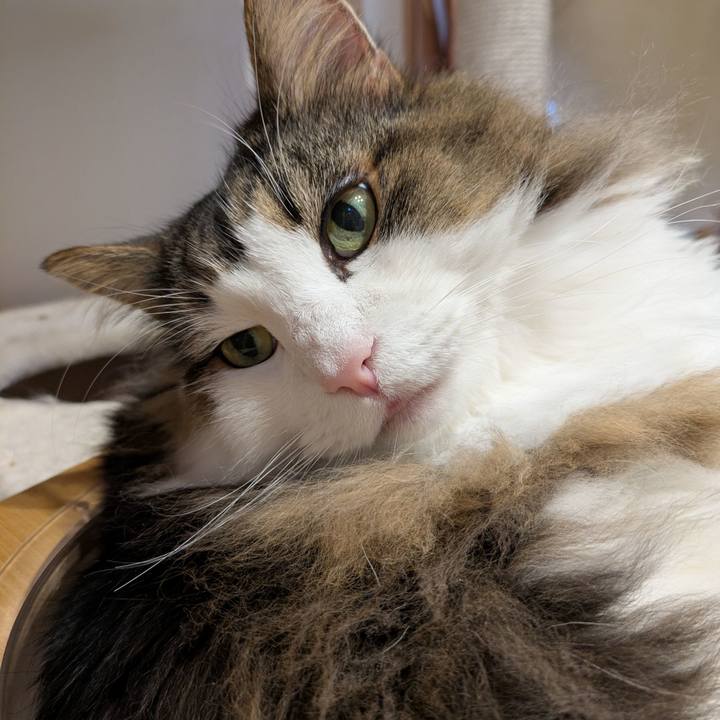 2fd4b16d f103 4ec3 a6e4 0800a3d6ef3c 1762517299167