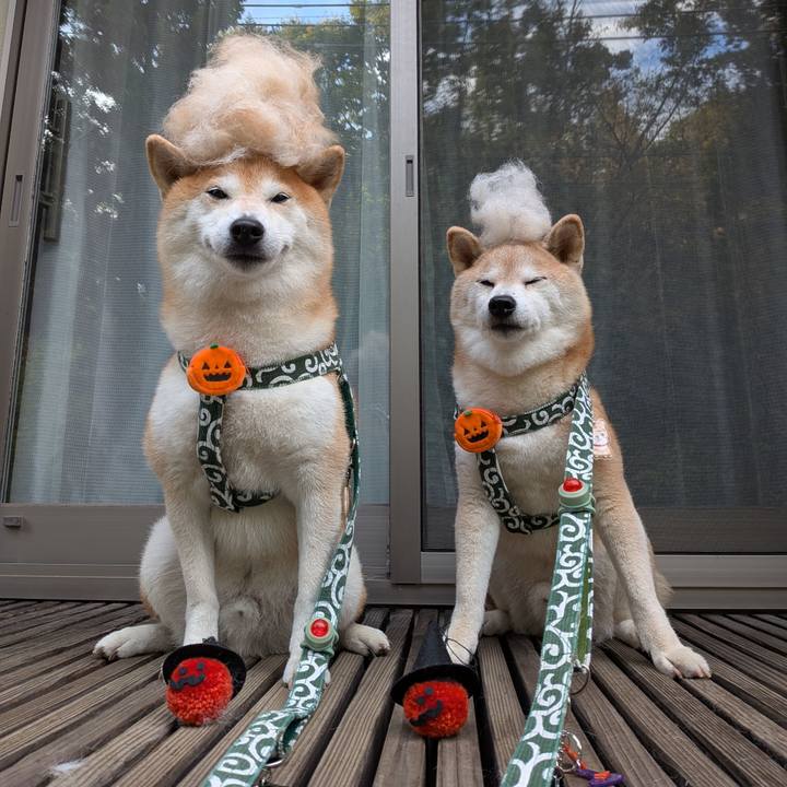 2fd7a6ab 240f 43dc a2d7 bb8e0acdae68 1761708547293