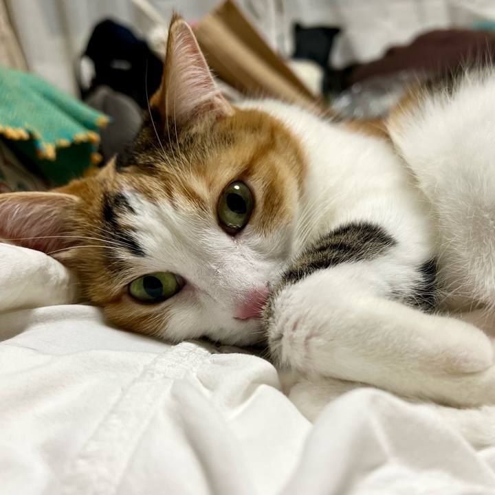 2fd9cbbe 85bf 4d31 b8c6 9da9a9a43f66 1760706617186