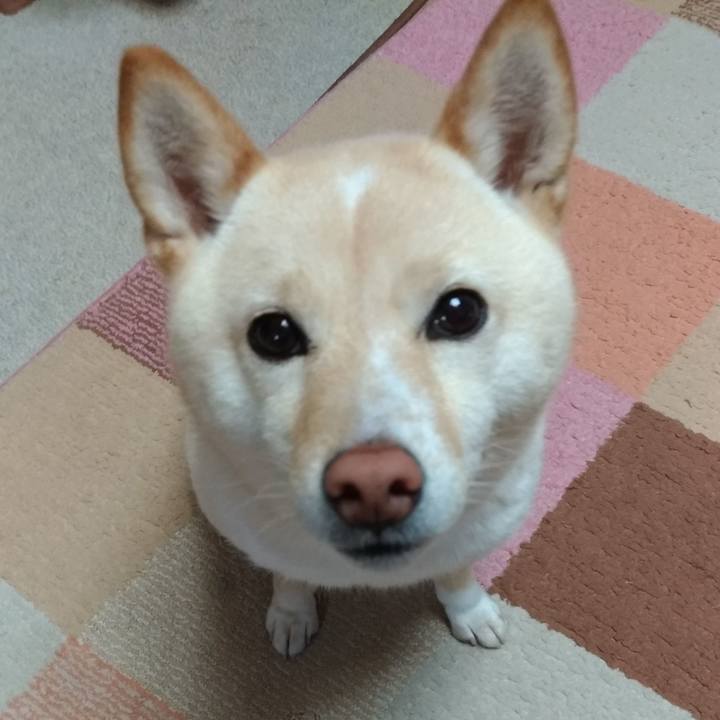 2fda074a 4428 4631 a3fa 17ce5ecea5da 1583101846415