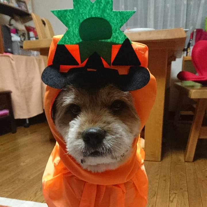 2fdbb5c9 55f4 419f bc3b 081bcaad1f03 1538654039804