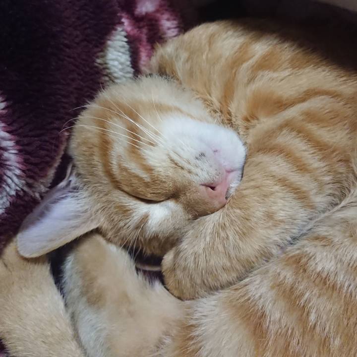 2fe1efb4 ba36 43e1 8240 4b0ba38ab9b7 1635428385100