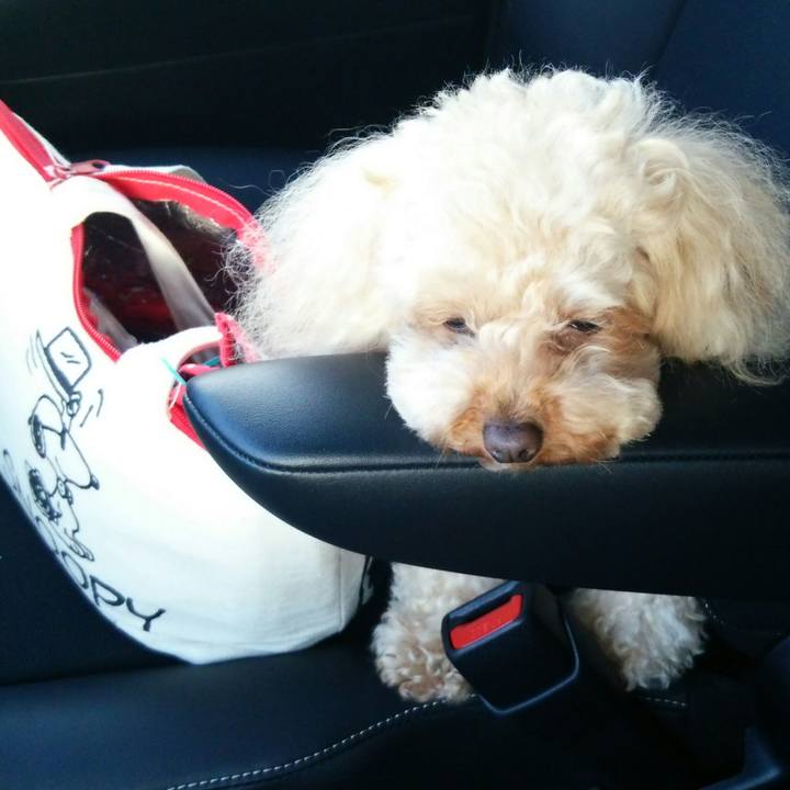 2fe50320 14c4 4535 9028 1a933894529a 1523792019347