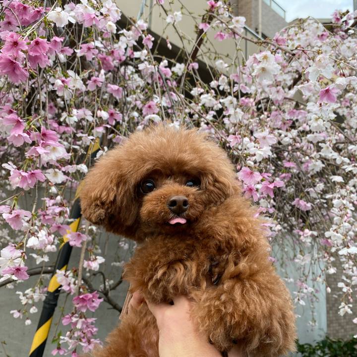 2fe76837 9a2b 490d 91e1 1a67be394d66 1616373045484