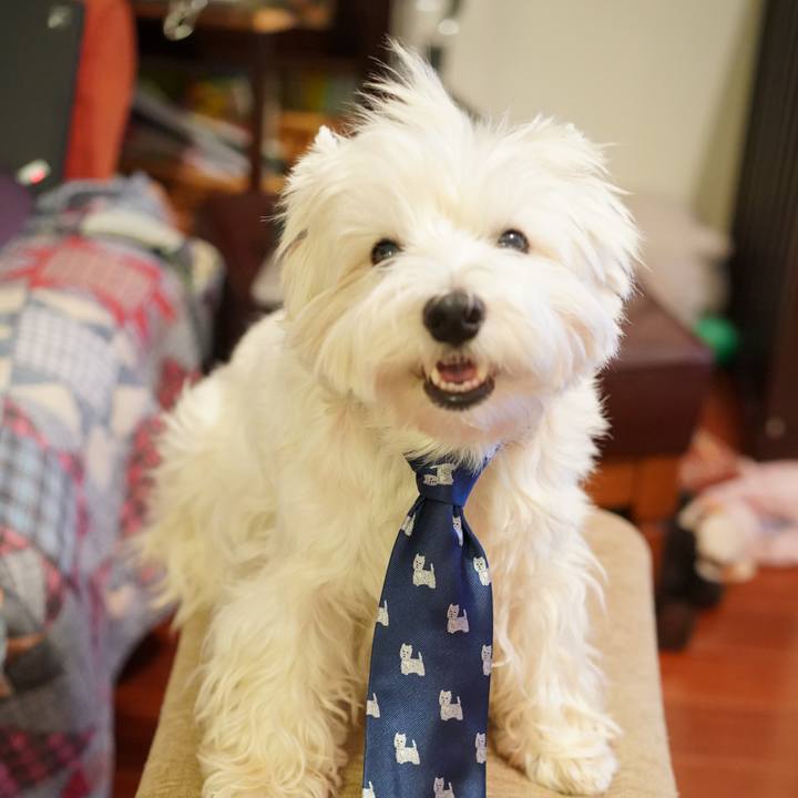 2fe9e6e2 2794 429c 91f2 75ca1efc4047 1512192835875