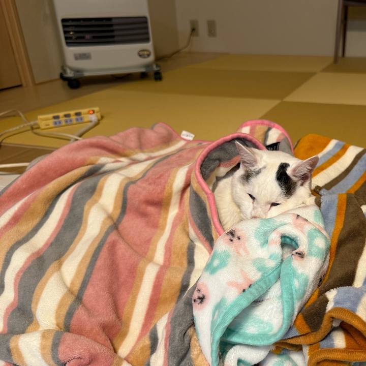 2fea178c 0836 4acb a8ee b5d814ae031c 1761208573675