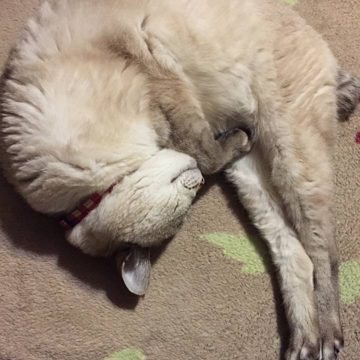 2fec2fde 31b5 4f8a bebe c6f129fdac79 1549191756737