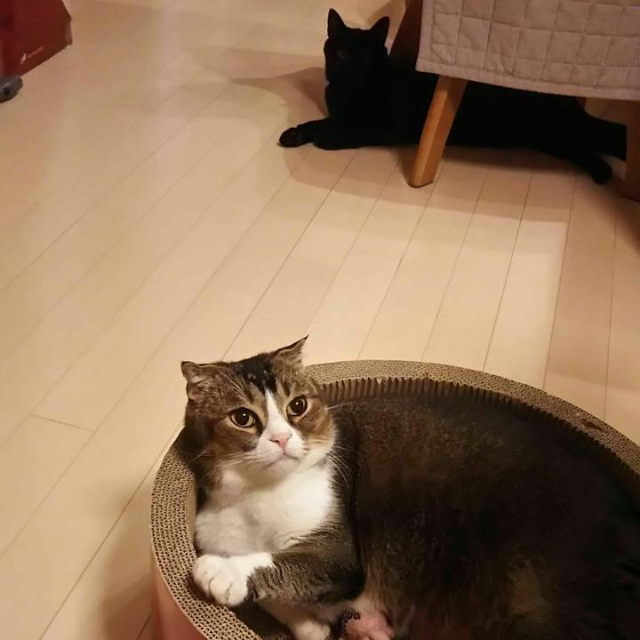 2ff0fccf bab2 4861 ba78 1eeae16fec04 1541327426637