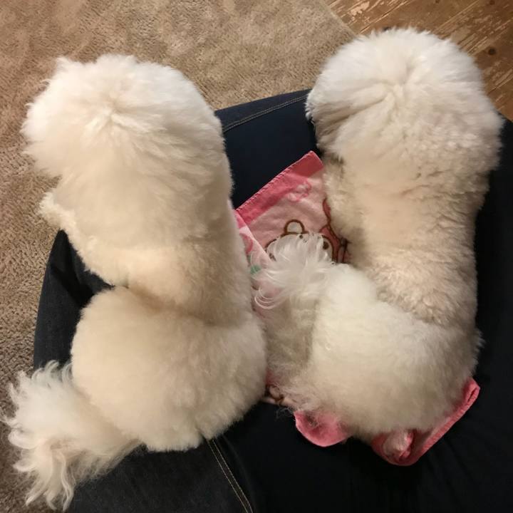 2ff10bb4 f9d1 4098 8672 c76092c7b00a 1554199378365