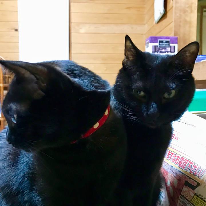 2ff14e8a d996 4ee9 b538 114697c812e0 1511008771661