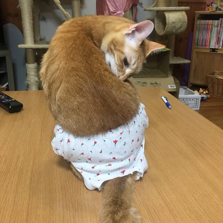 2ff1a6ec 754a 4a92 8d67 5f28833b6a70 1509361088260