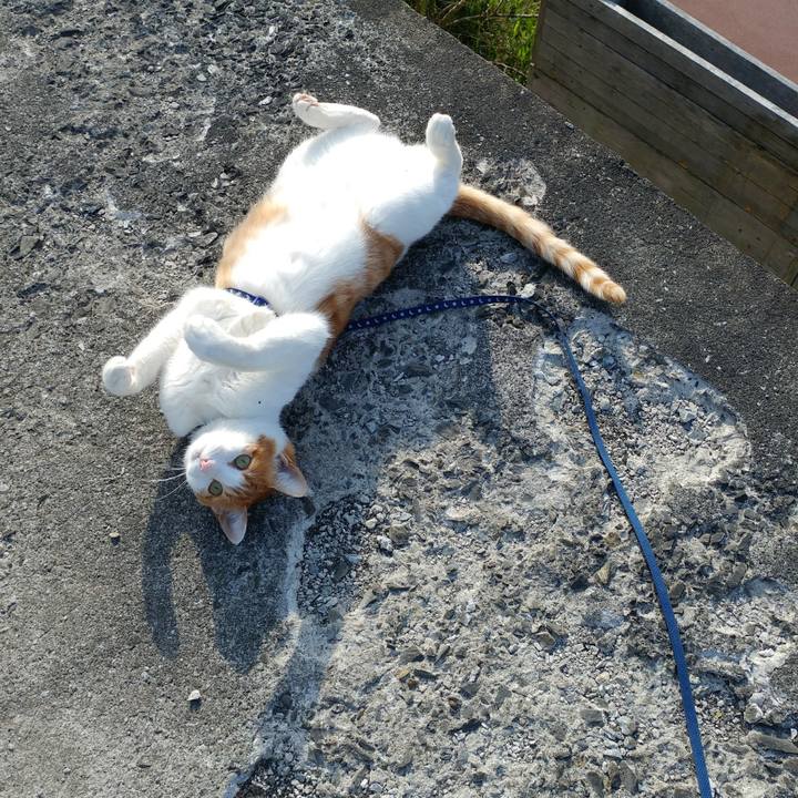 2ff4688c d43a 4fbe 8f89 610feed79c7f 1524978676917