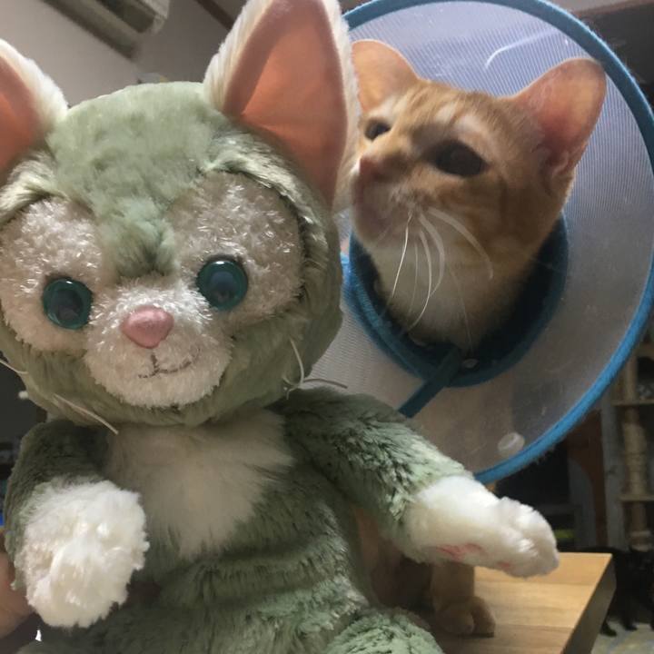 2ff5fa67 03f3 4eda b3a3 861d63a4410b 1534368611690