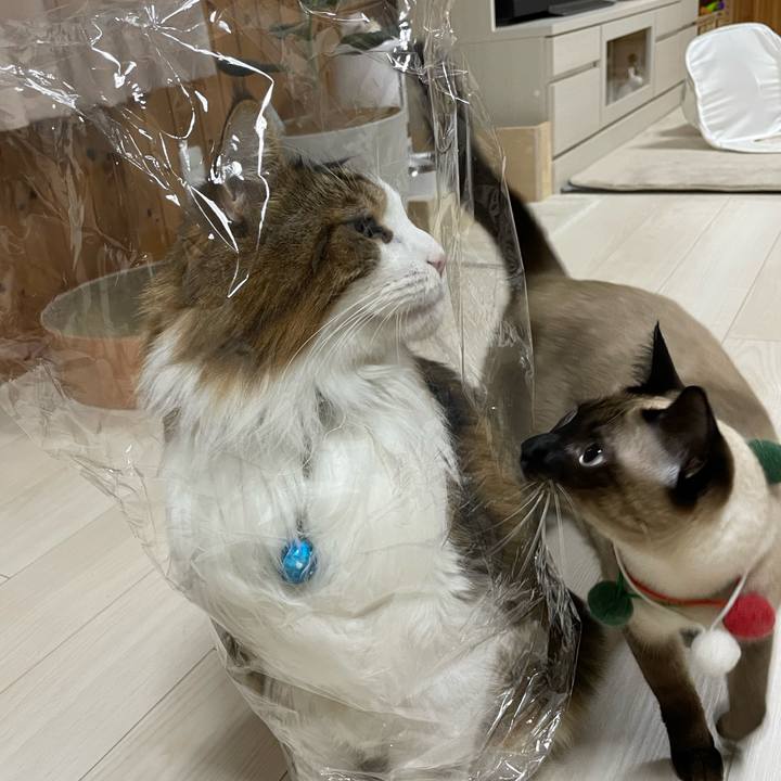 2ff6396e 2b35 4c75 badc 46723afabdfb 1731187020341